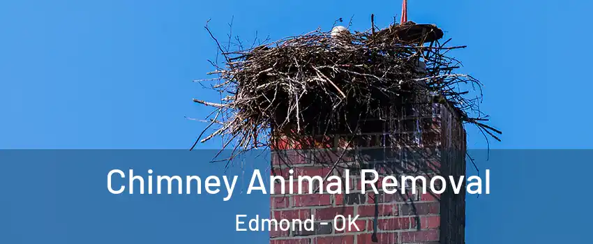  Chimney Animal Removal Edmond - OK