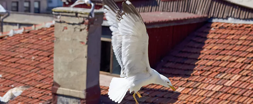 Residential Chimney Animal Removal Solution in Edmond, OK